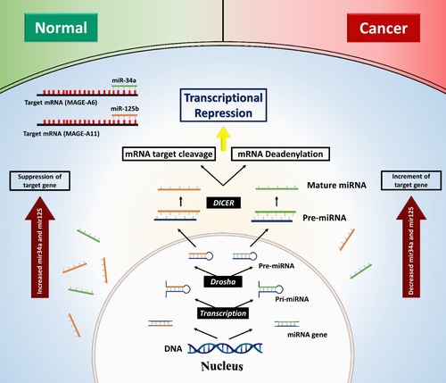 Molecular Characteristics of Bladder Tumor: Increased Gene Expression of MAGE-A6 and MAGE-A11 with Decreased MicroRNA-34a and MicroRNA-125b