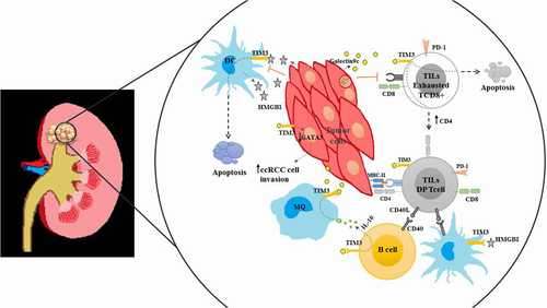 The prospect of targeting T cell immunoglobulin and mucin-domain containing-3 in renal cell carcinoma immunotherapy